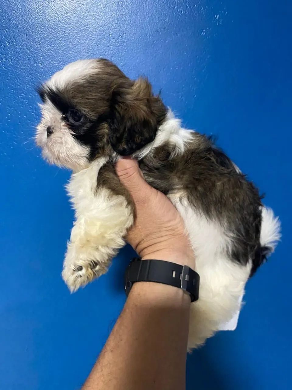 Filhote Shih Tzu - Fofo e Carinhoso - Foto 2
