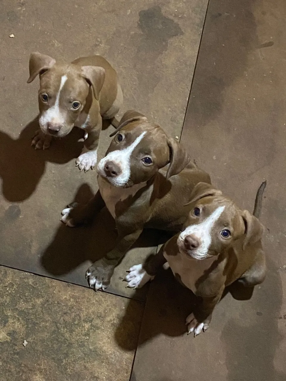 Três filhotes de Pitbull