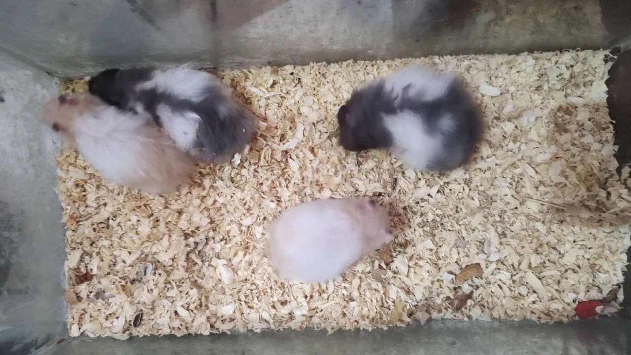 Hamster Sírio  - Foto 2