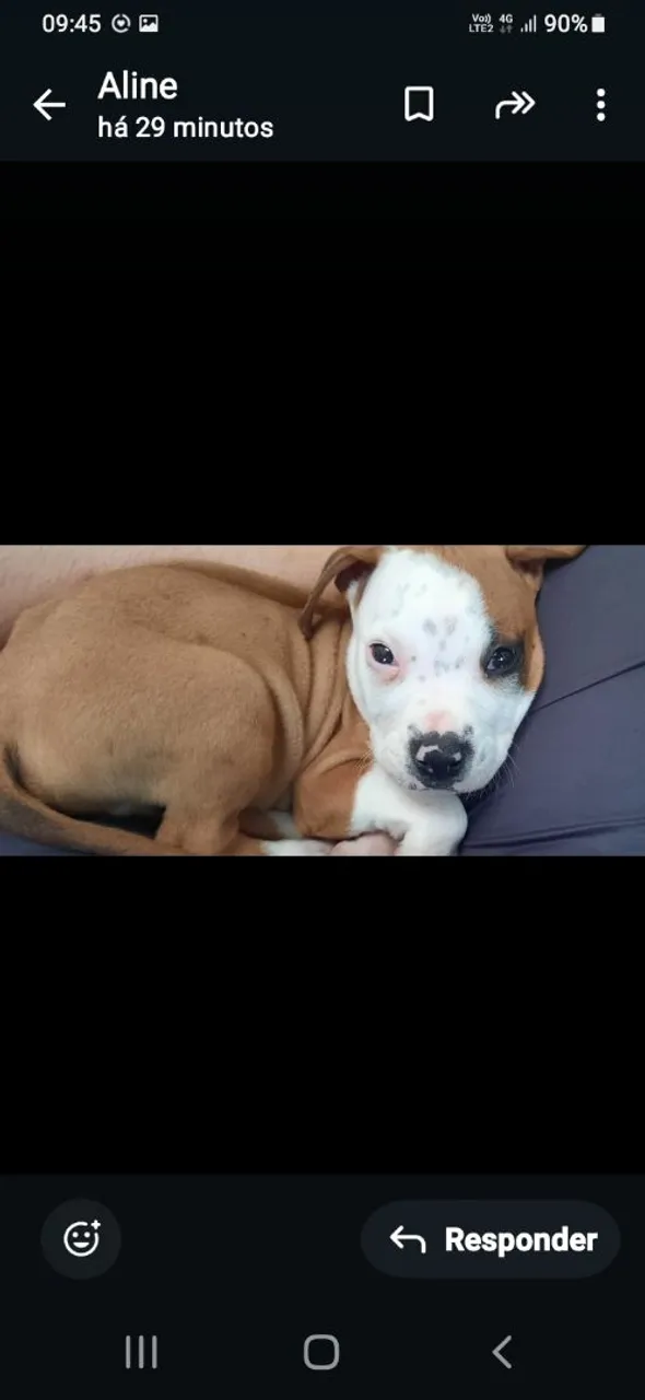 Filhote de Pit Monster 2 meses