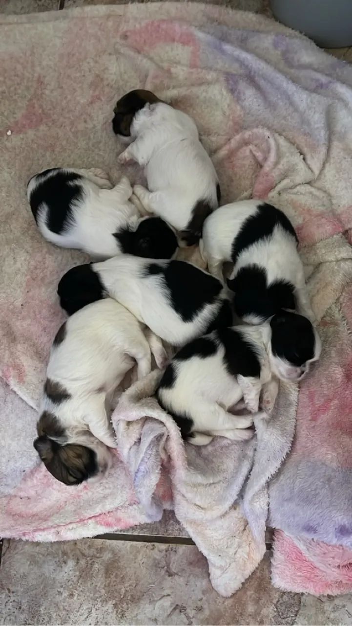 Cachorro shitzu (macho)