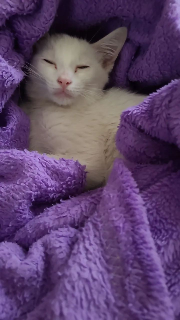 Gatinha para adoção  - Foto 3