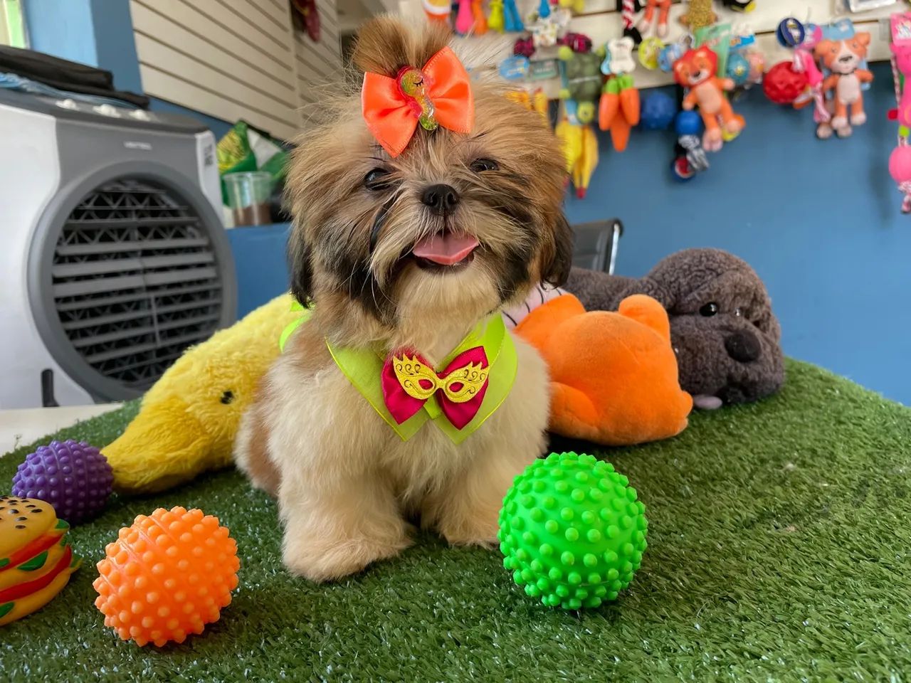 Mini shih tzu fêmea 68  dias  $1.800,00 - Foto 3
