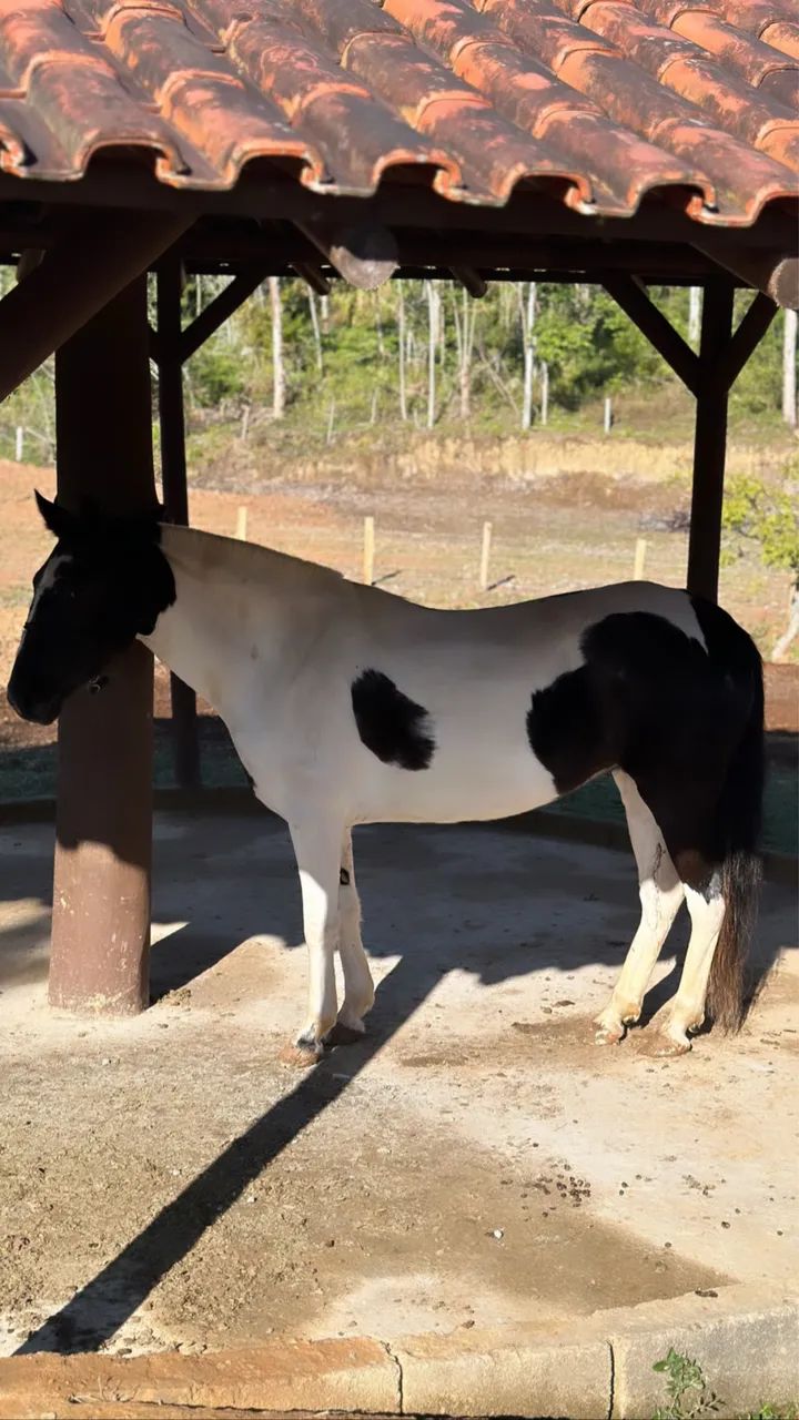 Égua mangalarga marchador 