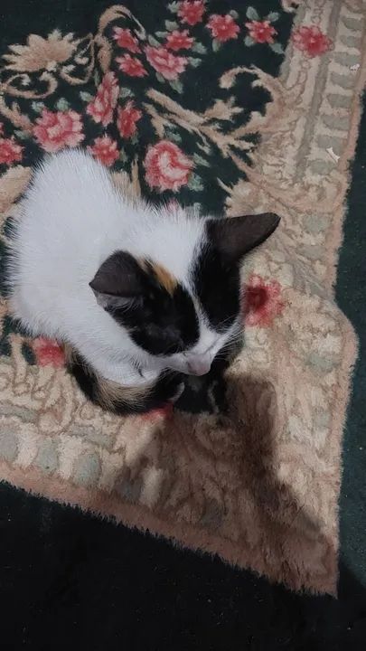 Gatinho branco, preto e laranja disponível para adoção