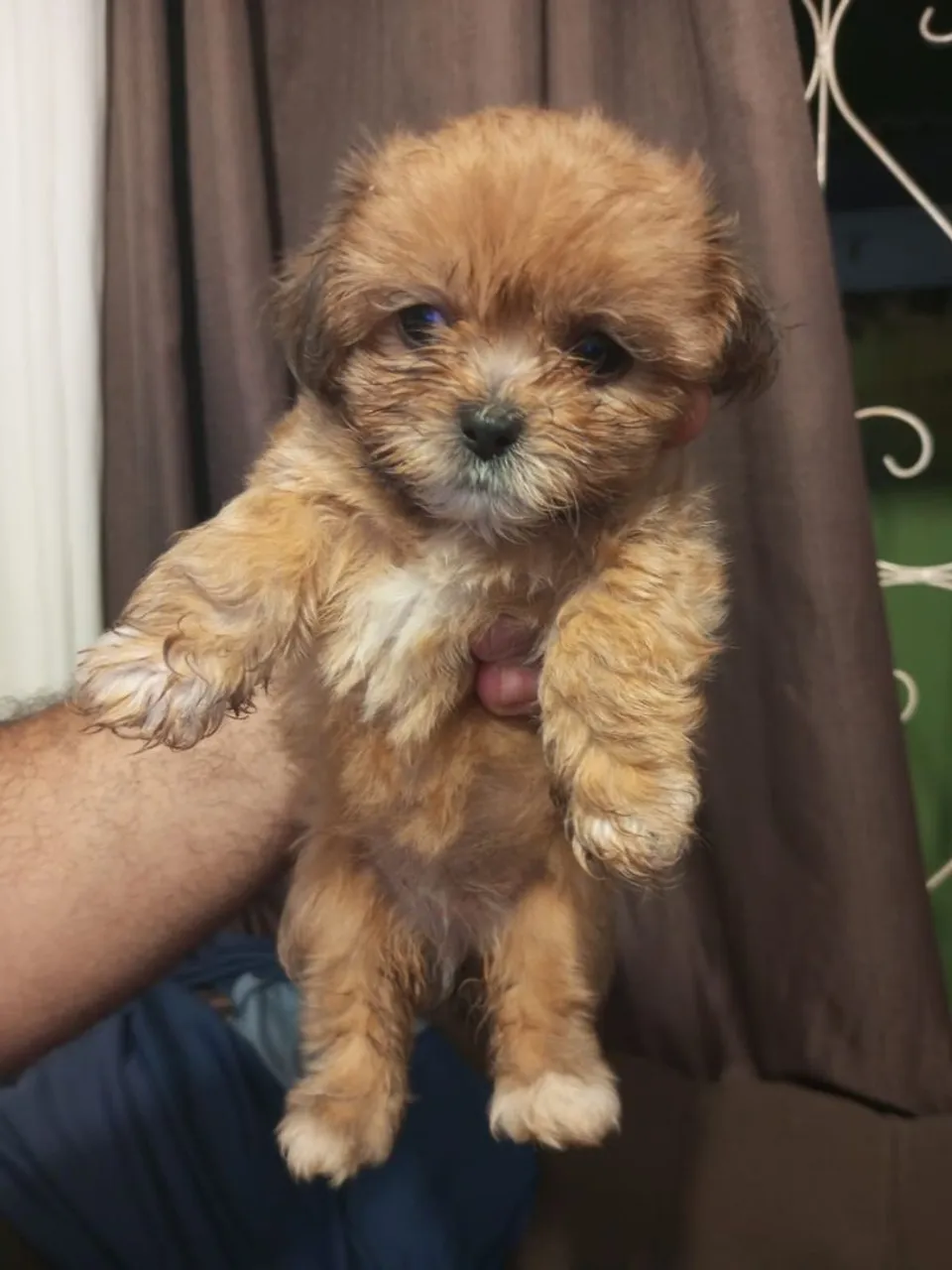 * filhote lhasa apsa MACHO R$ 300,00