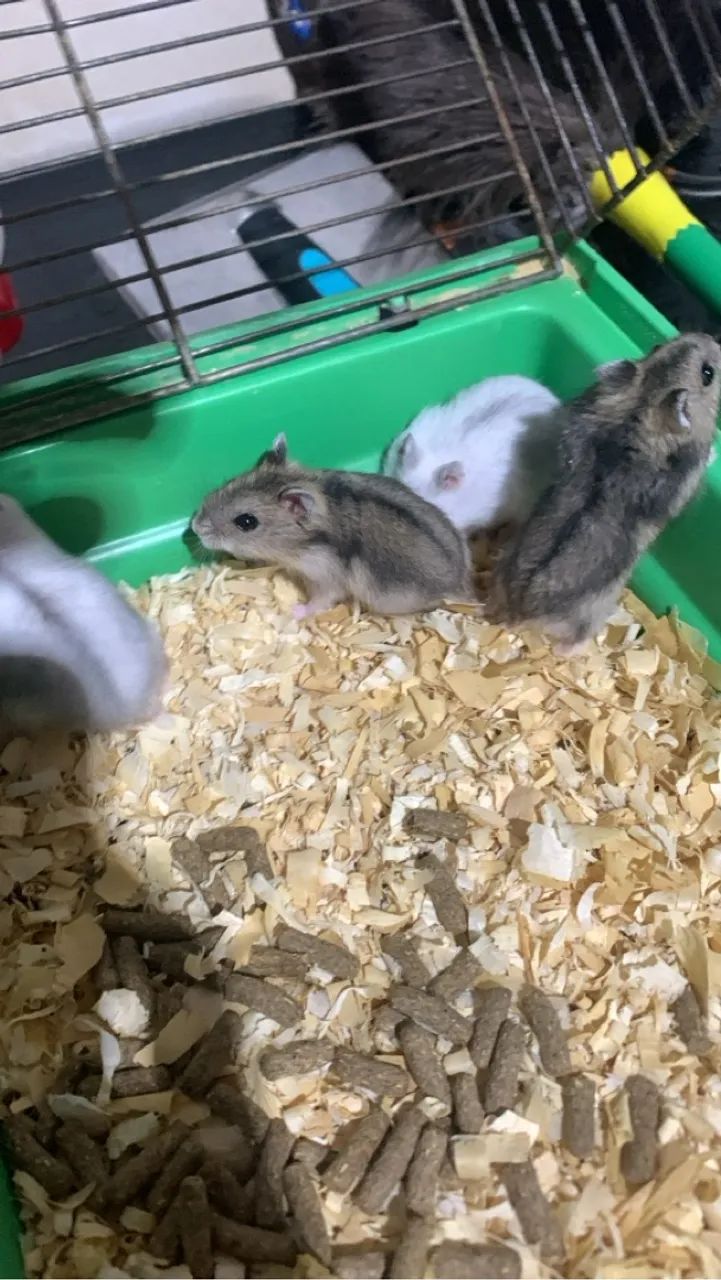 Vendo hamister e assessorias