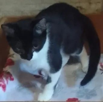 Gatos filhotes irmãos frajola preto e branco 3 meses adoção São Paulo região  - Foto 5