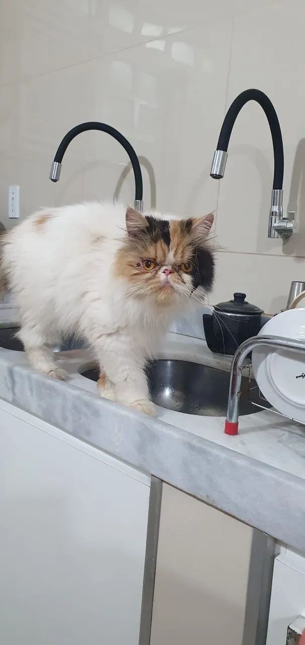 GATINHA PERSA ADULTA COM PEDIGREE  - Foto 5