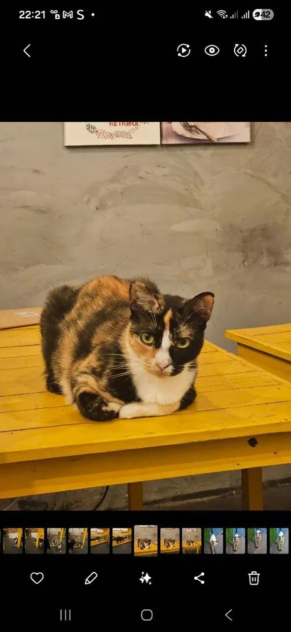 DOAÇÃO DE GATOS ADULTOS CASTRADOS - Foto 3