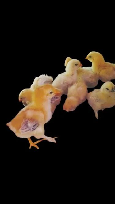 Pintinhos (diversas raças) 