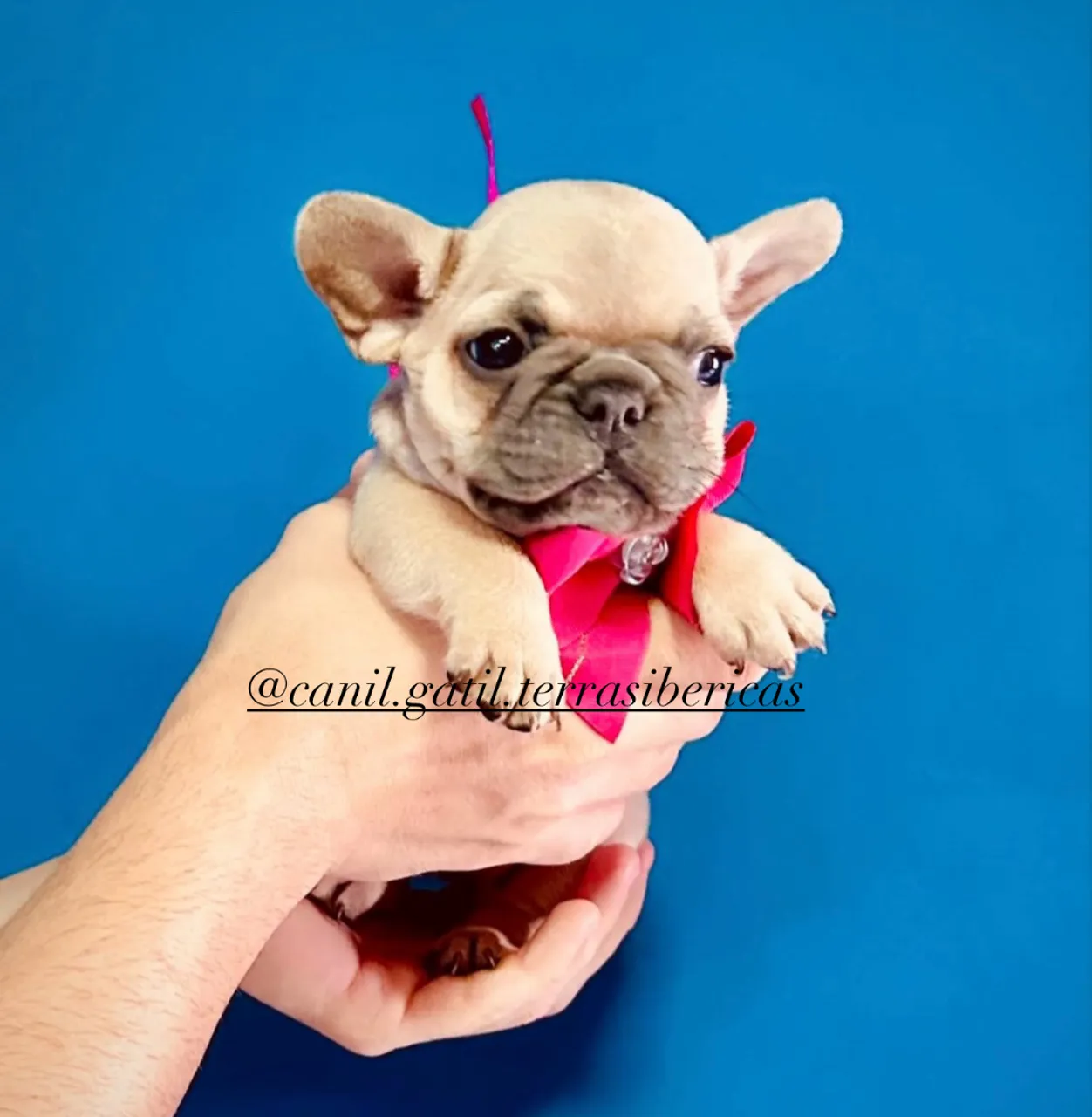 Bulldog francês fêmeas