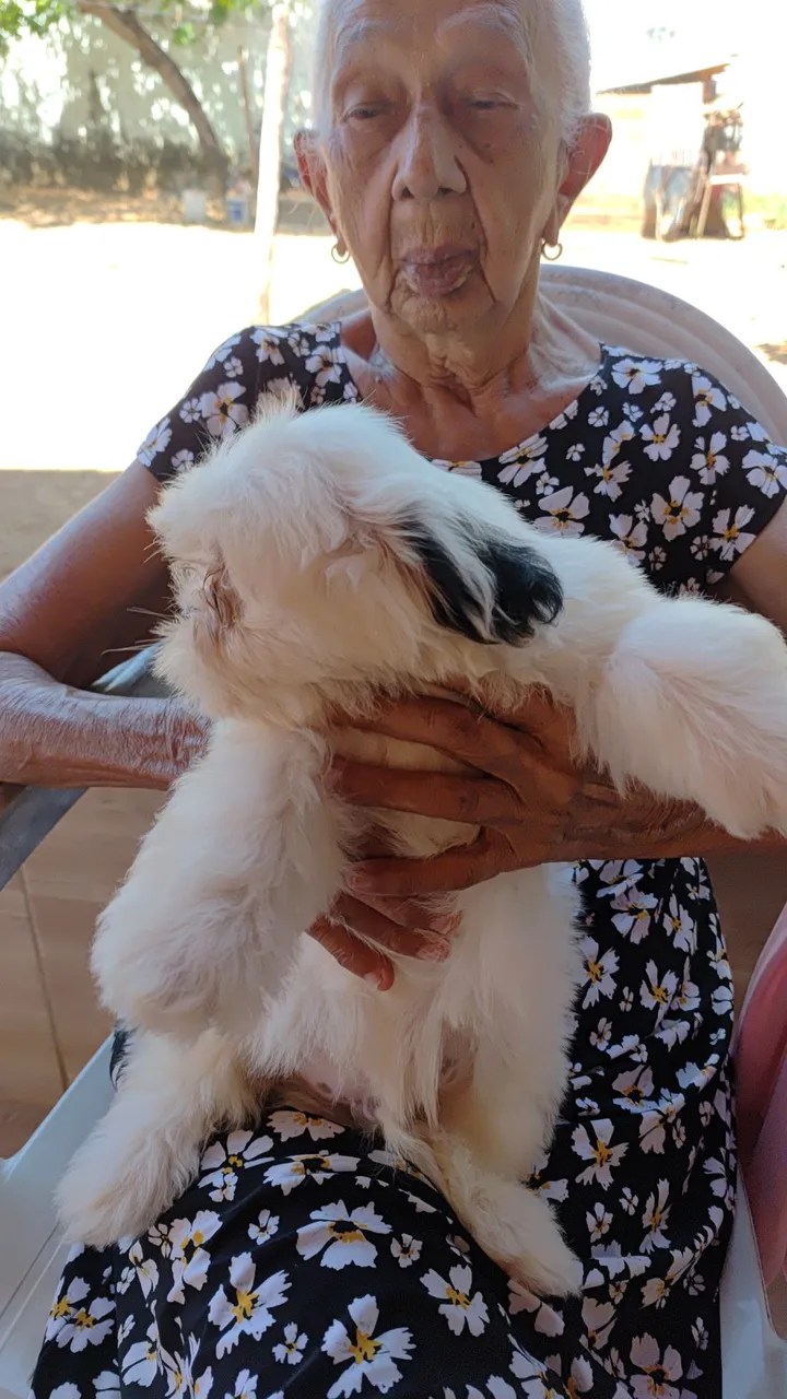 Shih Tzu Filhote