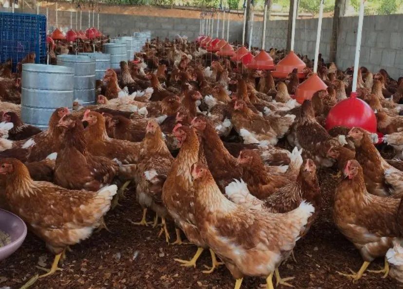 Galinha de granja e codorna 