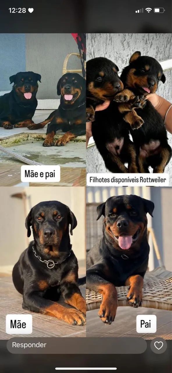 Rottweiler 
