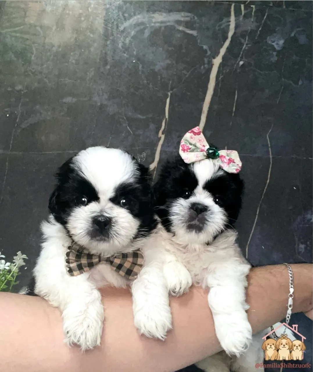Mini Casal de Shih Tzu Puro