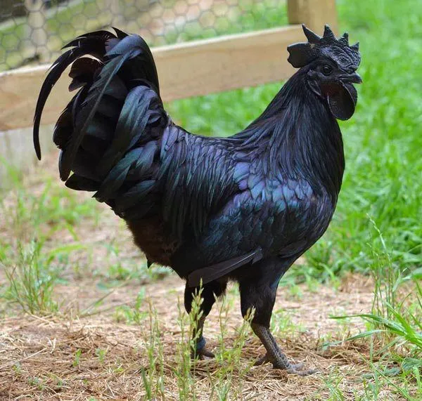 Galo da raça Ayam Cemani