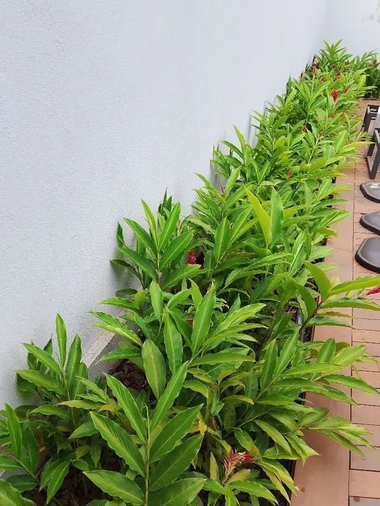 Serviço de jardinagem e paisagismo,