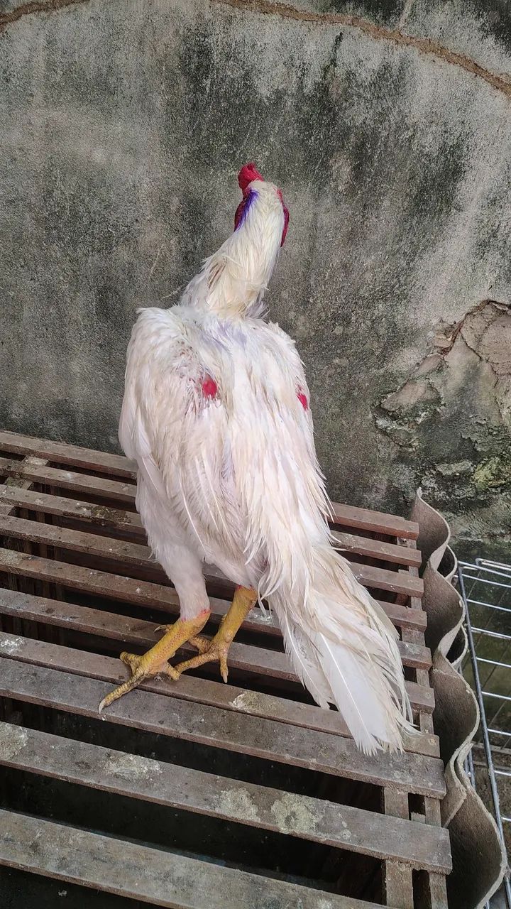 Casal de frango da raça Mura ideal para reprodutor r$ 500 individual r$ 300 - Foto 5