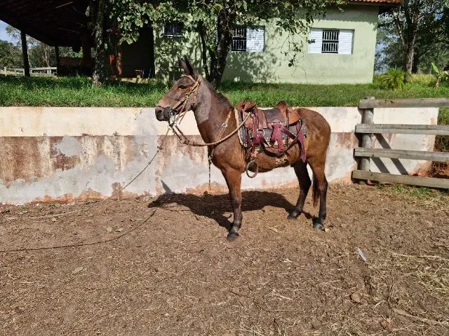 Burro 