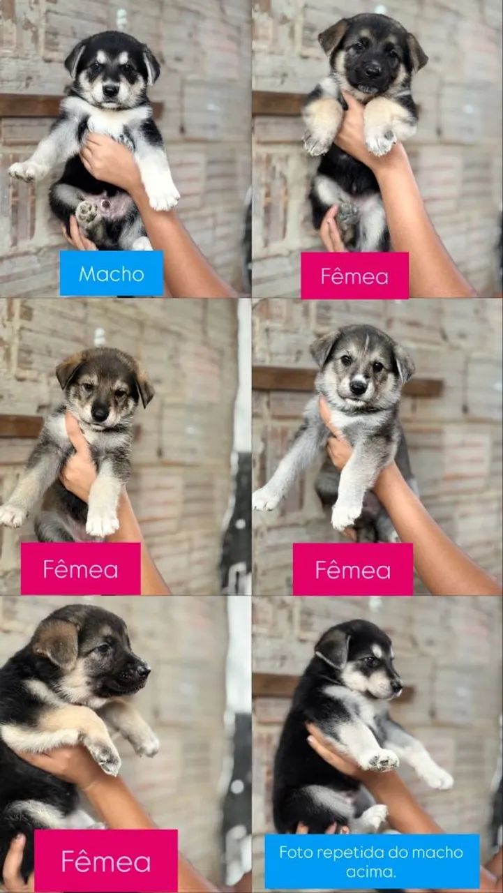 Cachorros a venda  - Foto 2