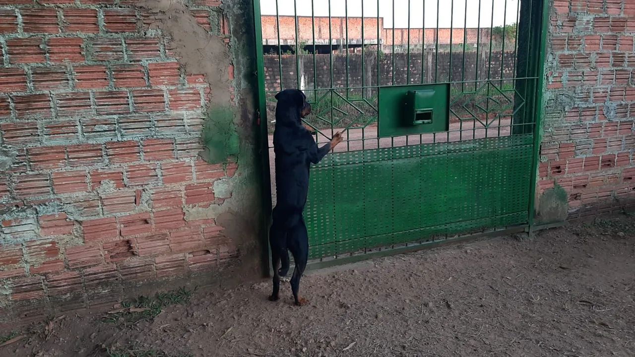 Cachorro rottweiler 600 reais - Foto 3
