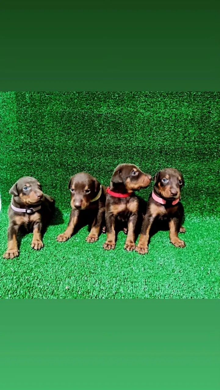 Doberman disponível 