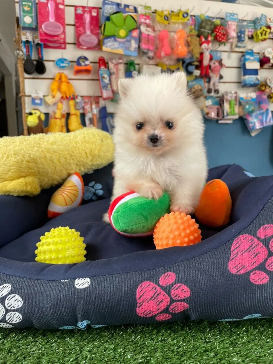 Spitz alemão anão machinho