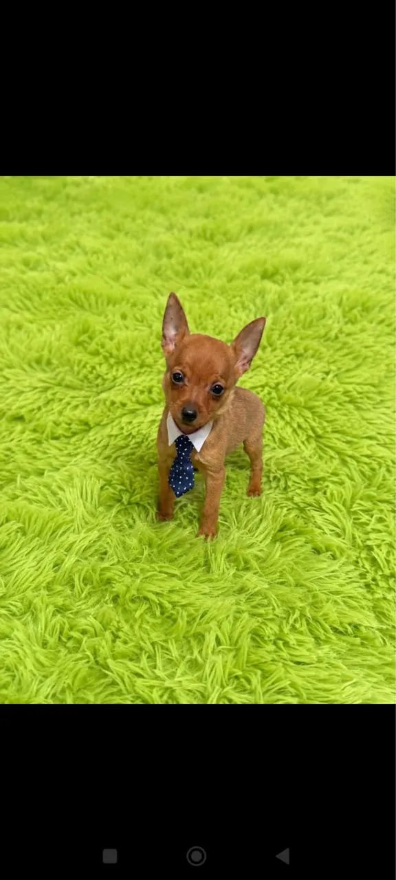 Animais - Foto 2