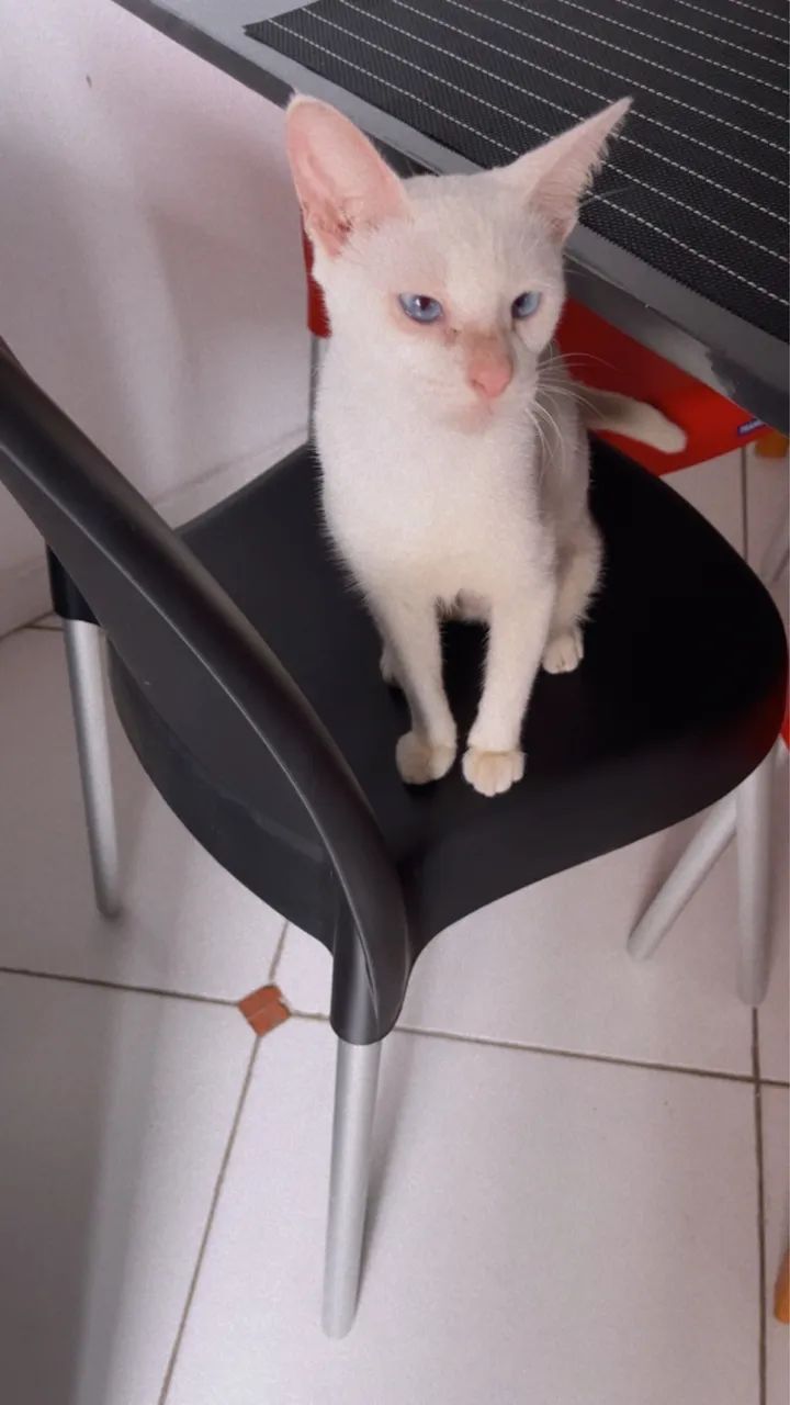 Gatinha para adoção 