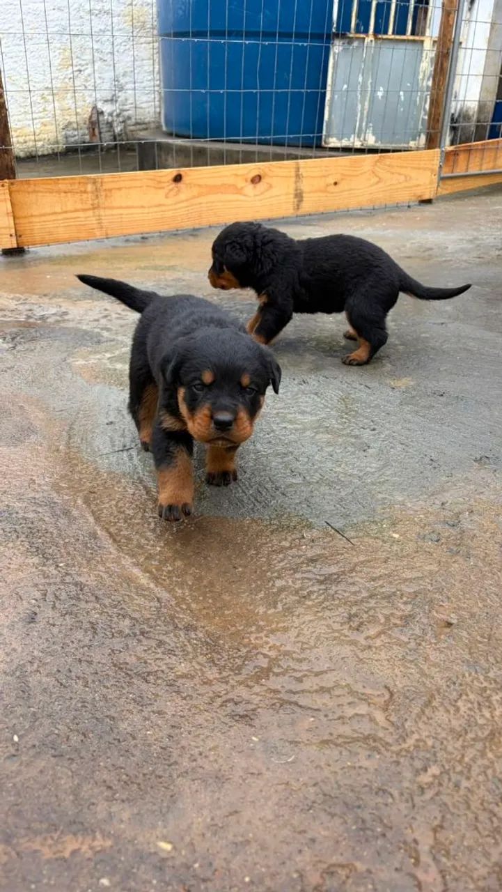 ROTTWEILER MACHO E FEMEA - Foto 4