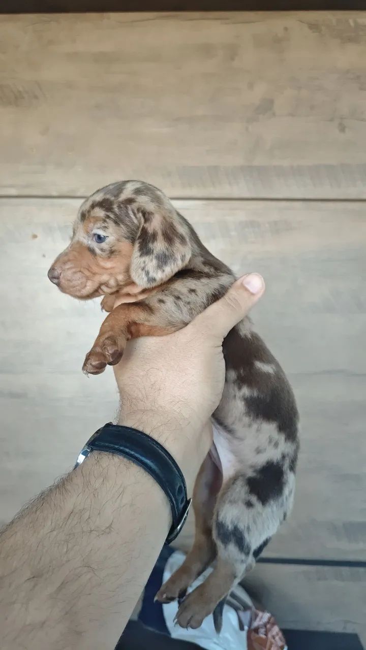 Dachshund - Foto 5