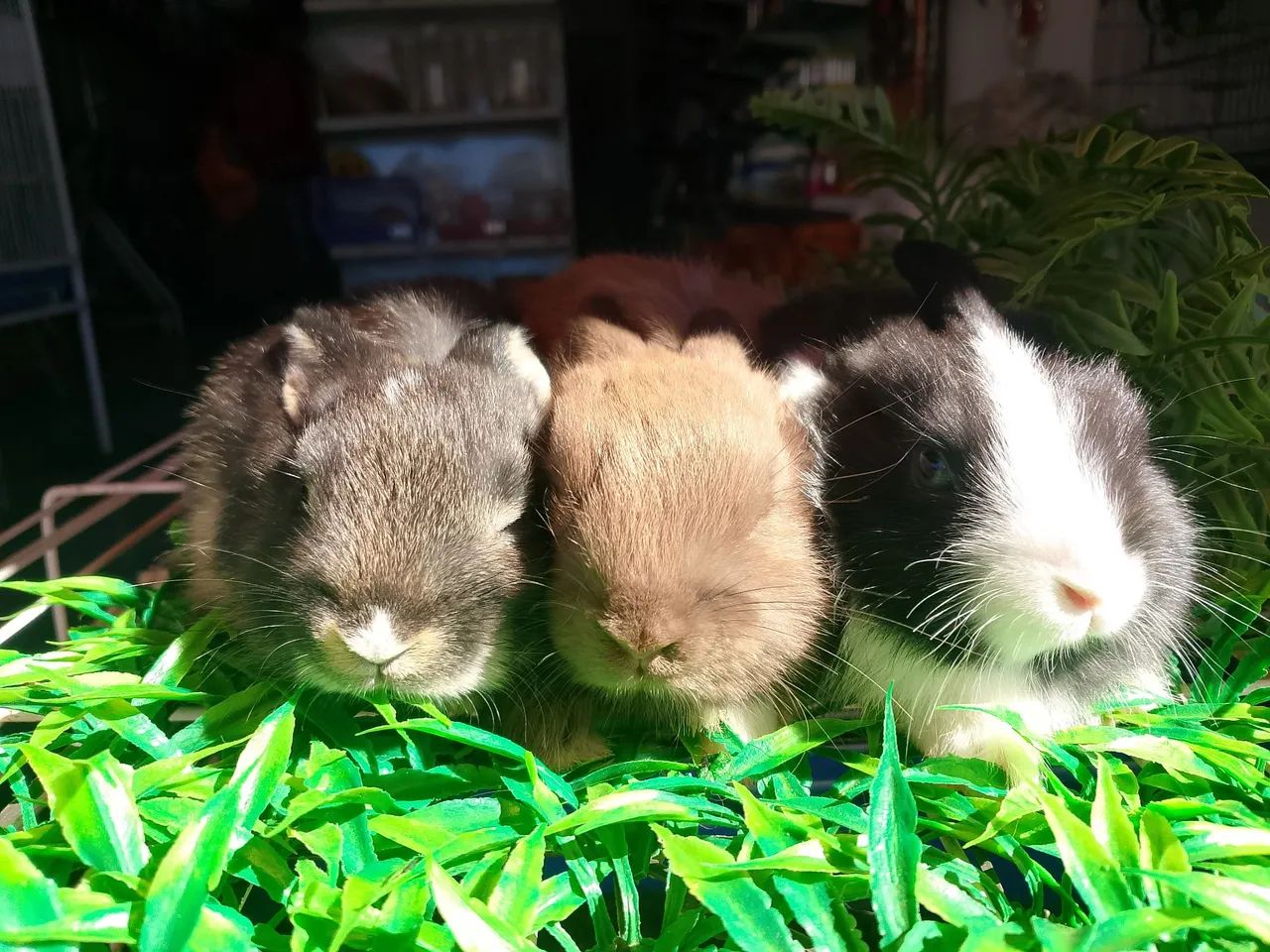 Mini coelho  - Foto 3