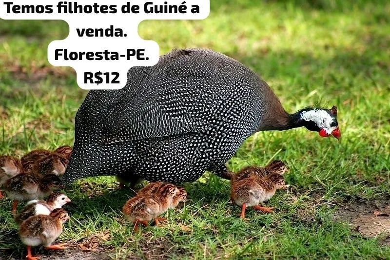 Galinha da Angola 