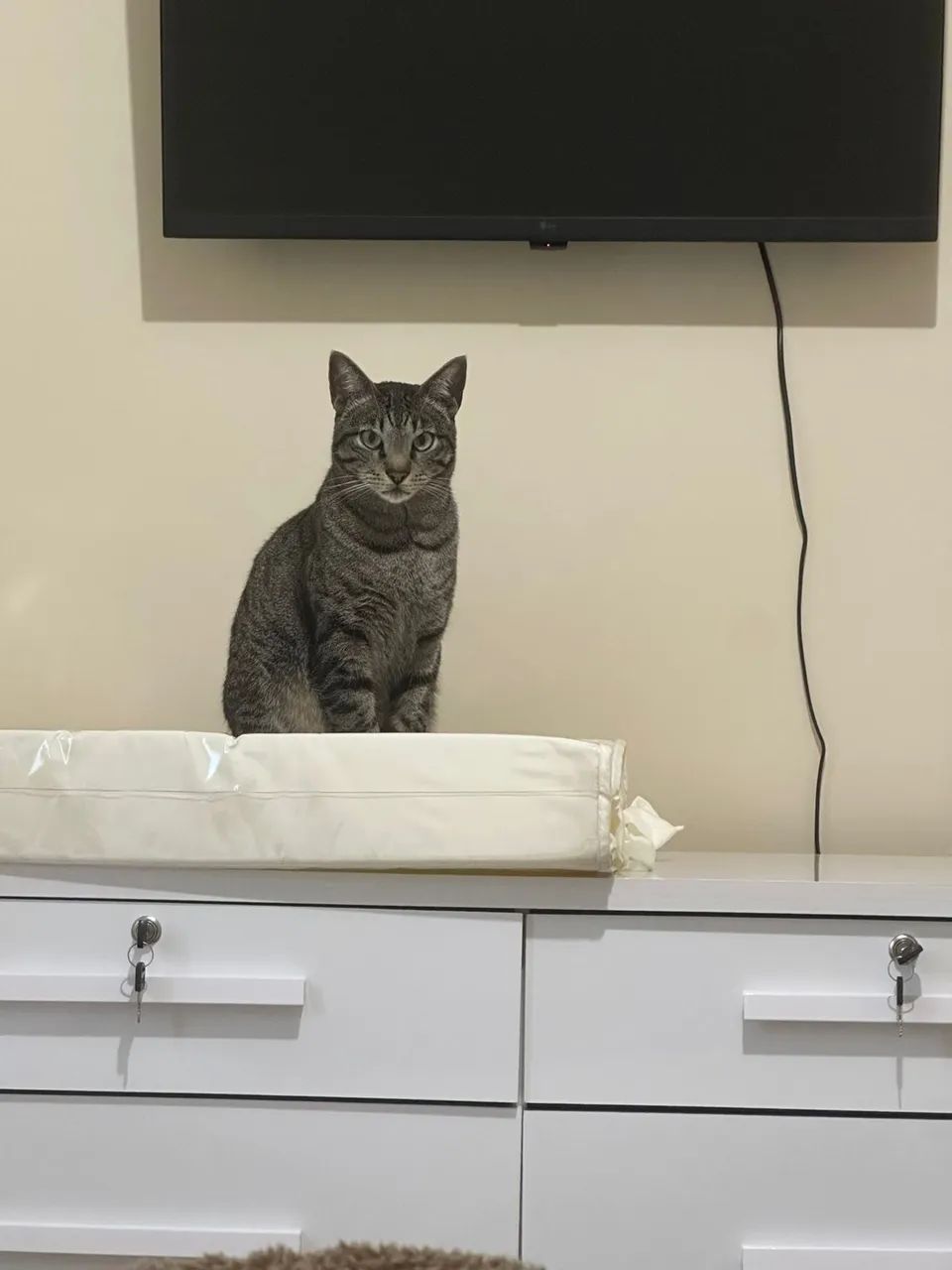 Doa-se gatinho? - Foto 2