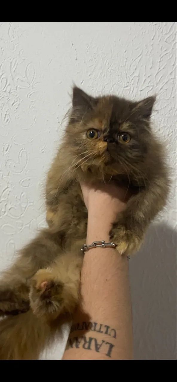 Gata persa