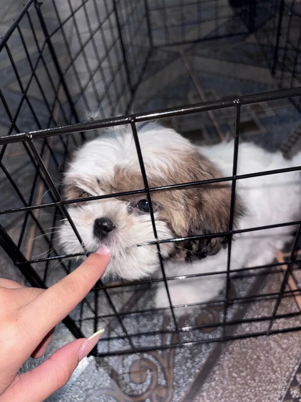 Shih tzu - Foto 3