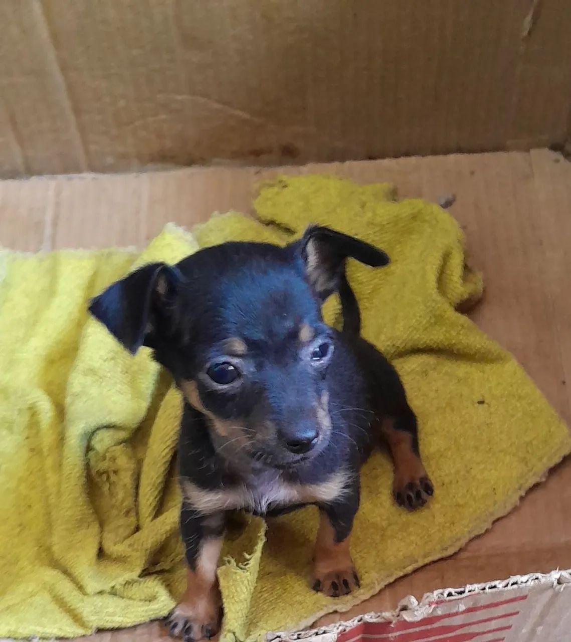 Cachorro pinscher número 1 