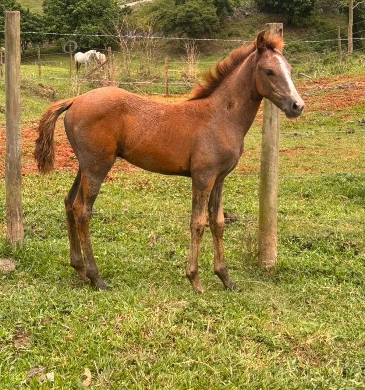 Potro  mangalarga marchador  - Foto 2