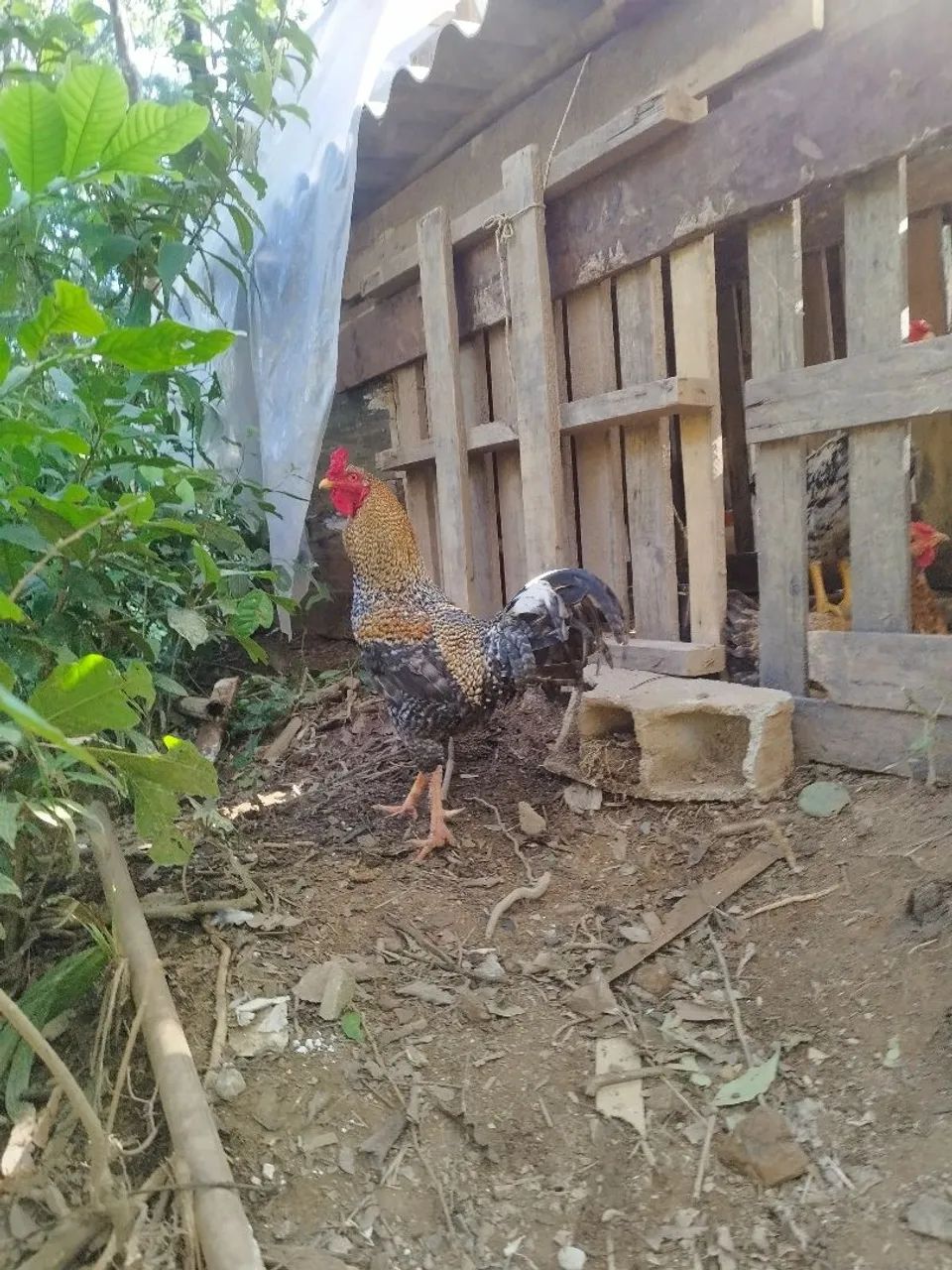 Galo carijo  - Foto 2
