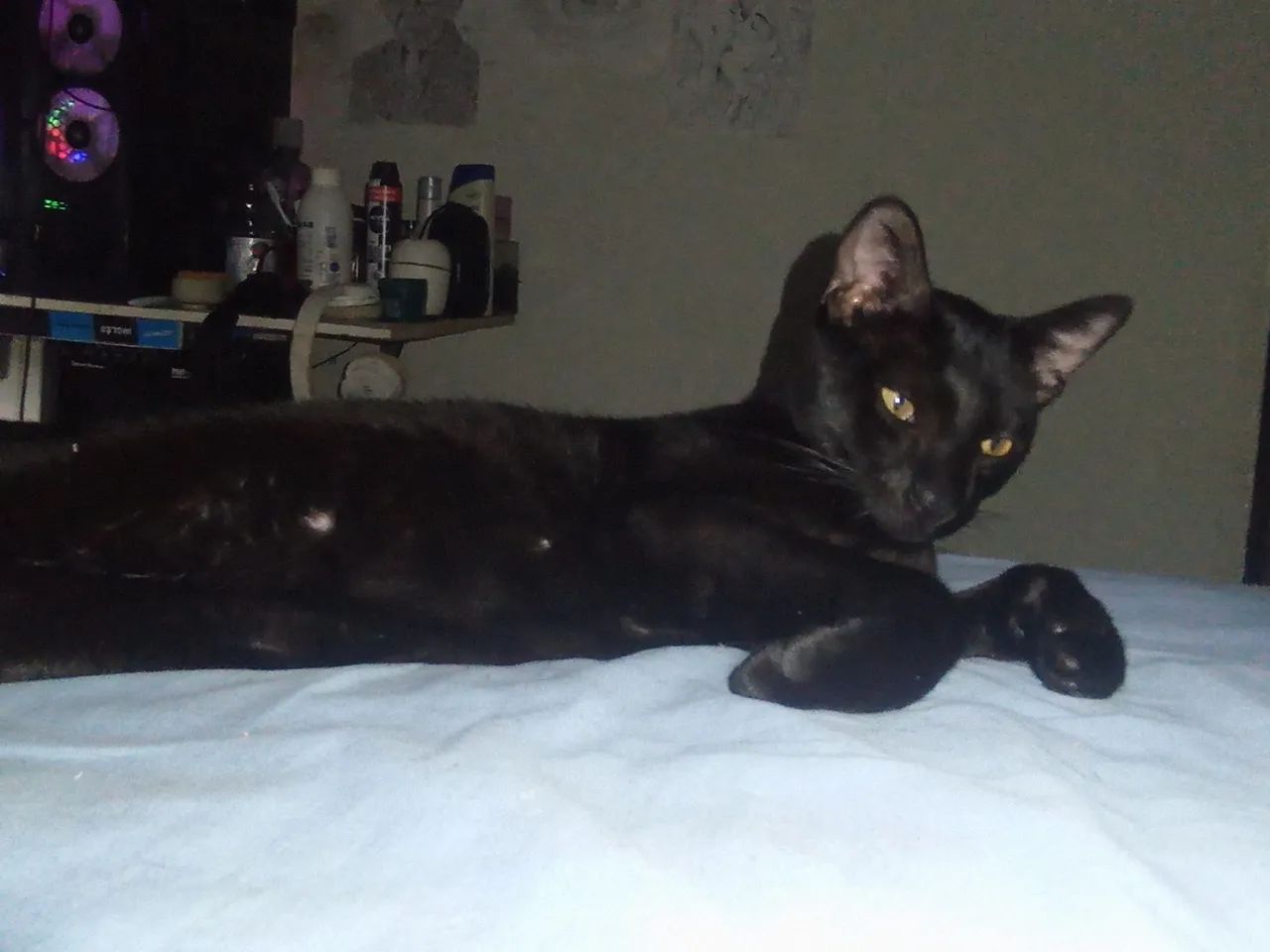 Gato castrado 1 ano de vida. - Foto 3
