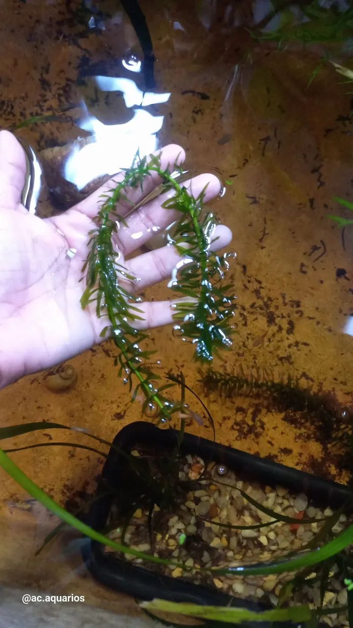 Planta para aquario  - Foto 2