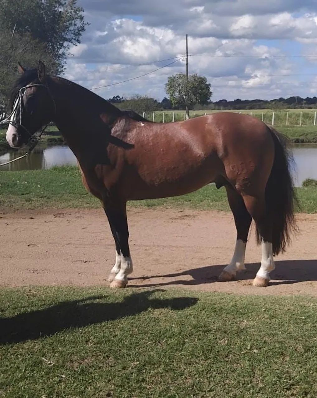 Cavalo  - Foto 3