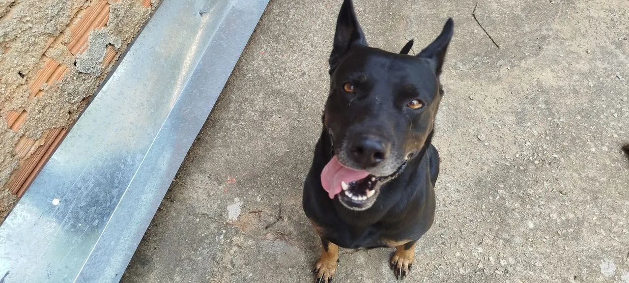 Doa se este cachorro!