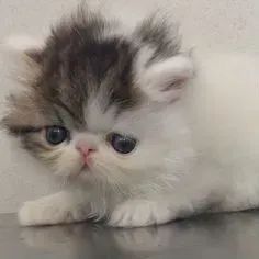 Gato Persa Pelo Macio