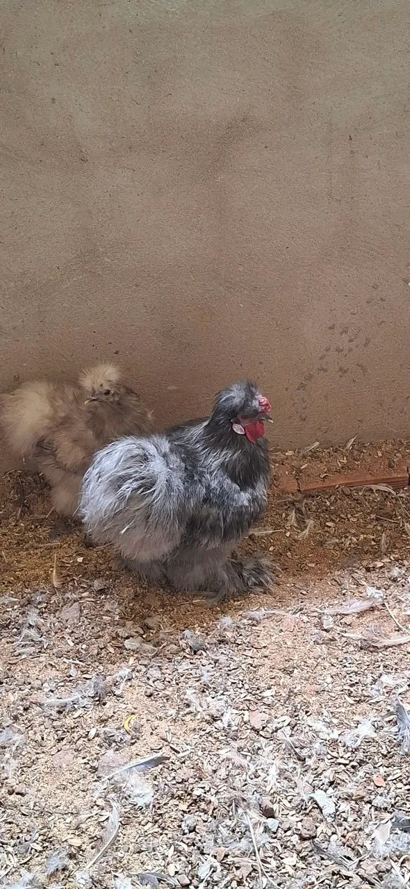 Pintinhos  Sedosa e Brahmam puros - Foto 6
