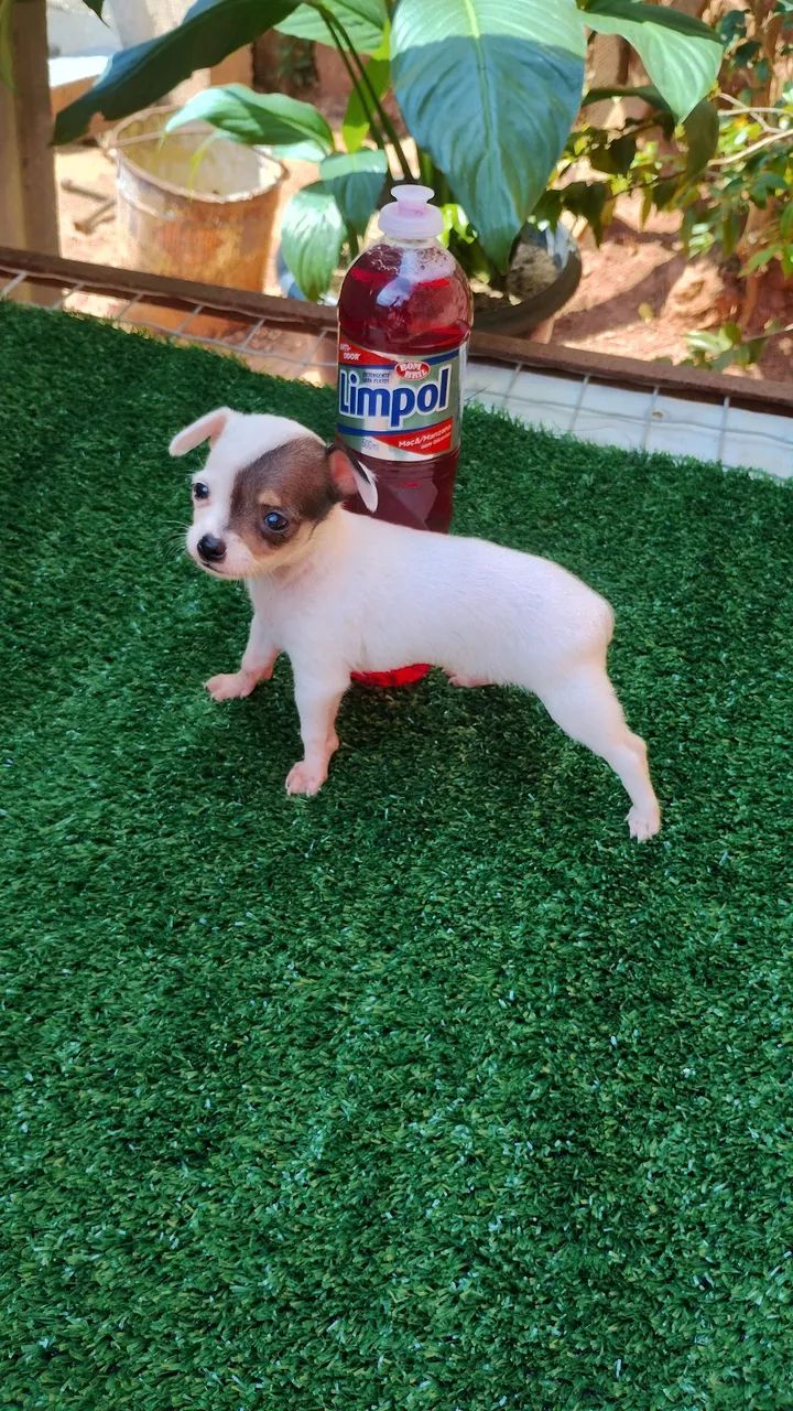 Pinscher 