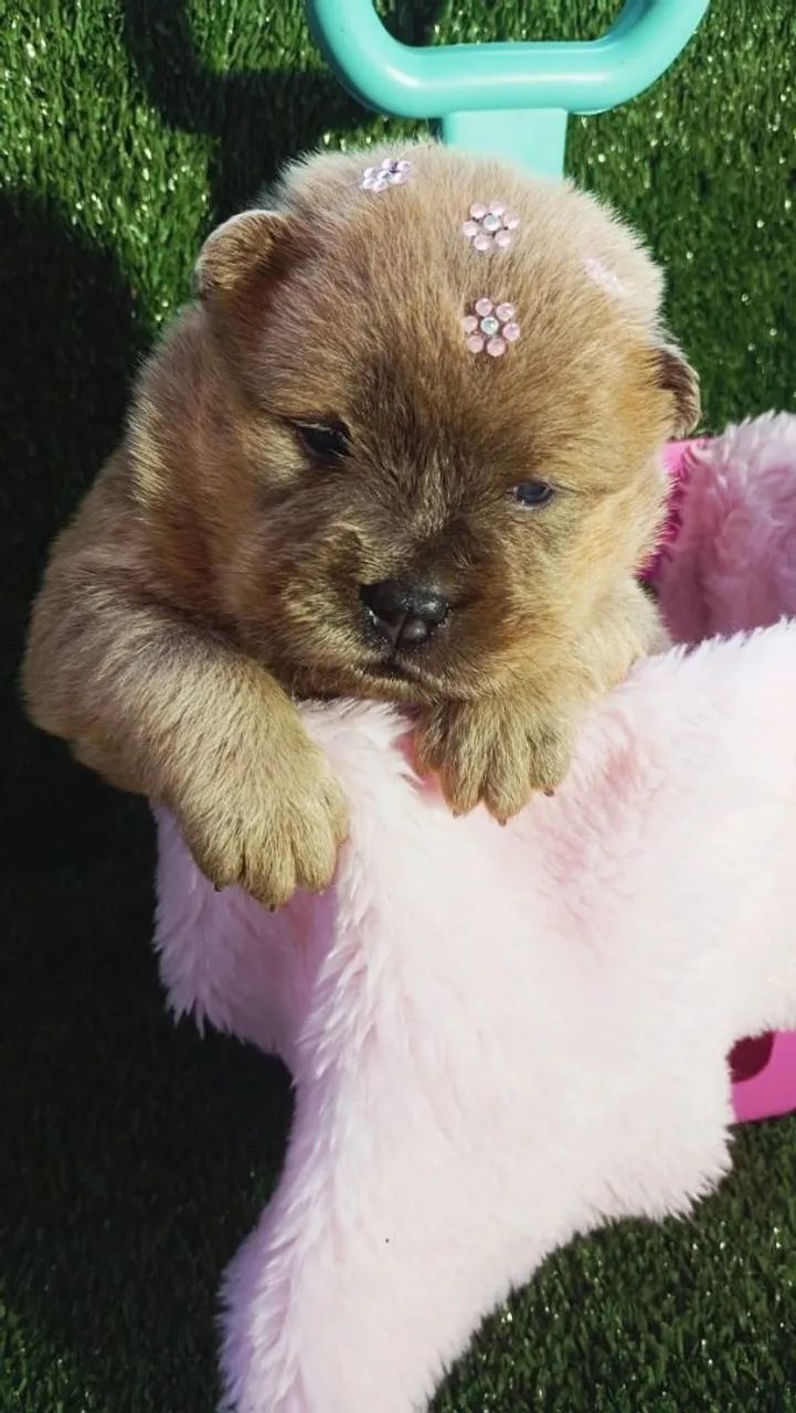 Chow chow - Foto 3