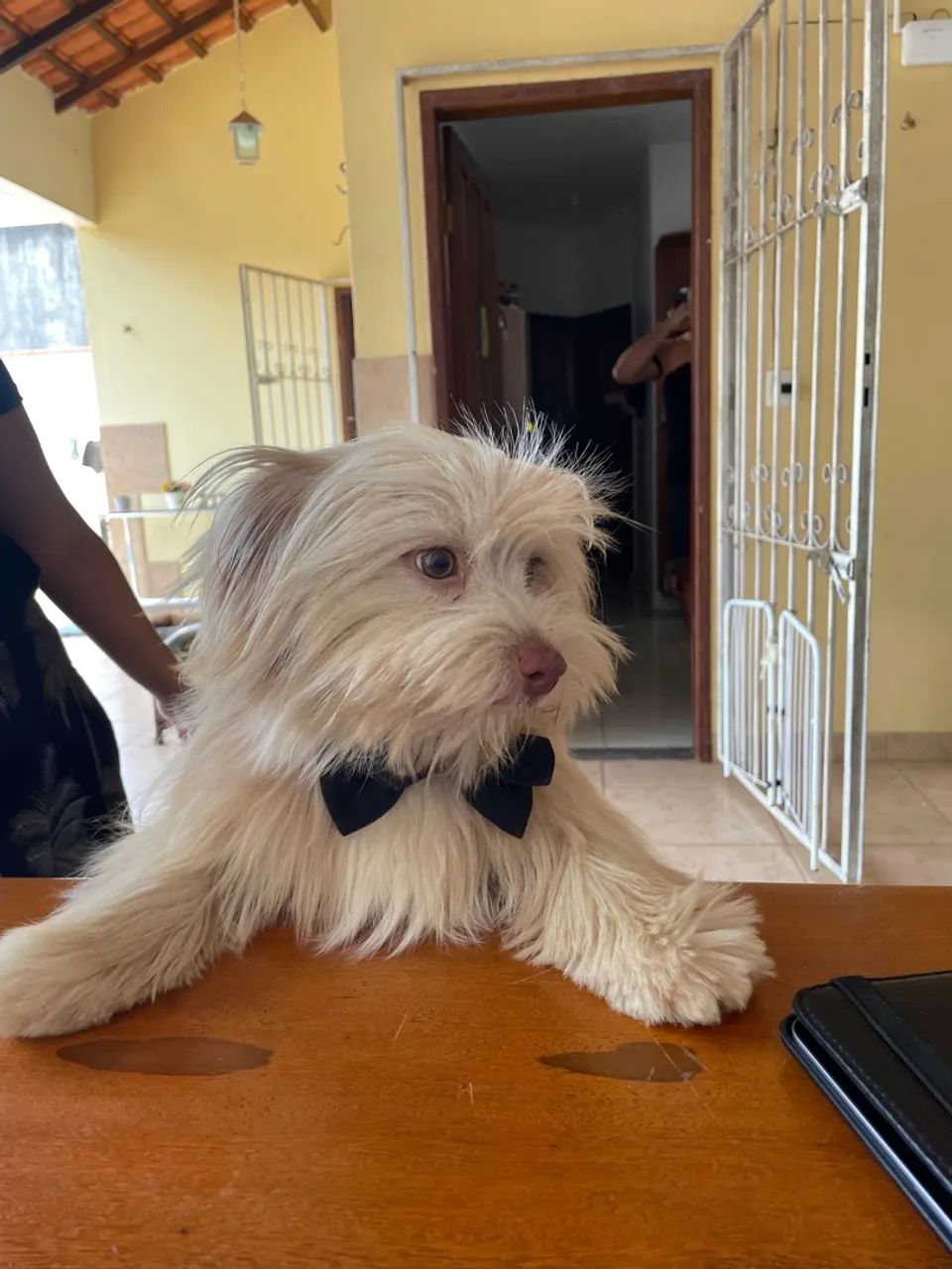 Filhote Lhasa Apso - Foto 3