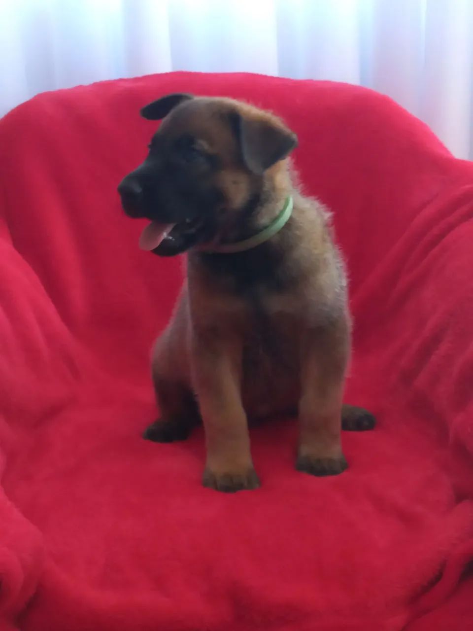 Ninhada de pastor belga malinois  - Foto 6